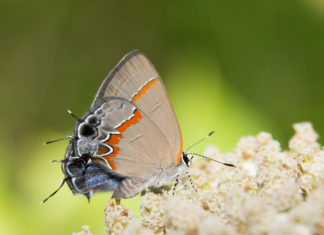 Za nádherné zbarvení motýlů mohou pavouci