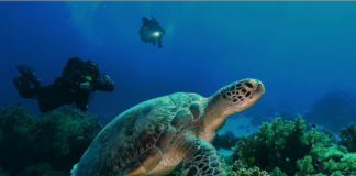 Potápění s želvami v Egyptě (foto: Filip Kříž)